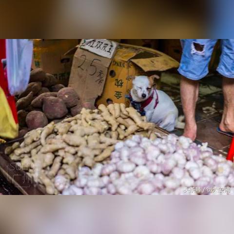 揭秘偷偷鲁新版本特性与数据深度解析