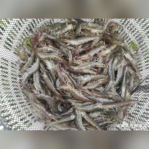 普利茂虾苗最新动态报道